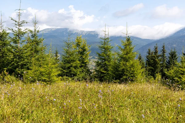 Bir yaz günü Ukrayna Karpatları 'nda dağ panoraması.