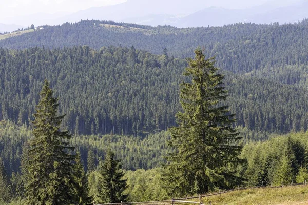 Bir yaz günü Ukrayna Karpatları 'nda dağ panoraması.