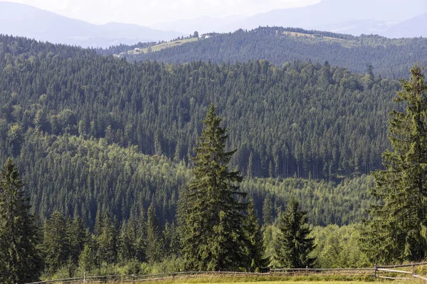 Bir yaz günü Ukrayna Karpatları 'nda dağ panoraması.