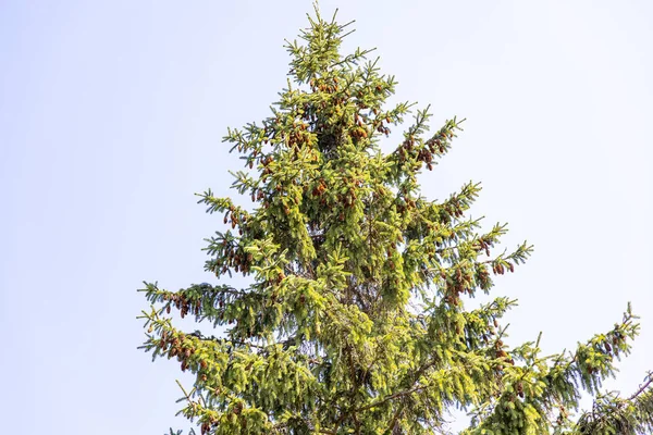 Coniferous Branch Close Macro View — Stockfoto