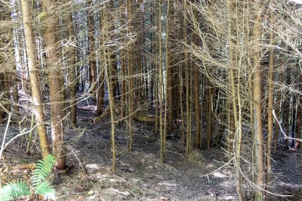 Ukrayna Karpatları 'nda yaz ormanı