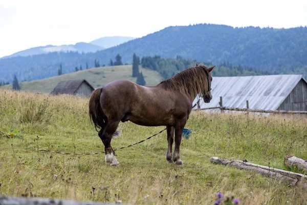 Horse Green Meadow Mountains —  Fotos de Stock