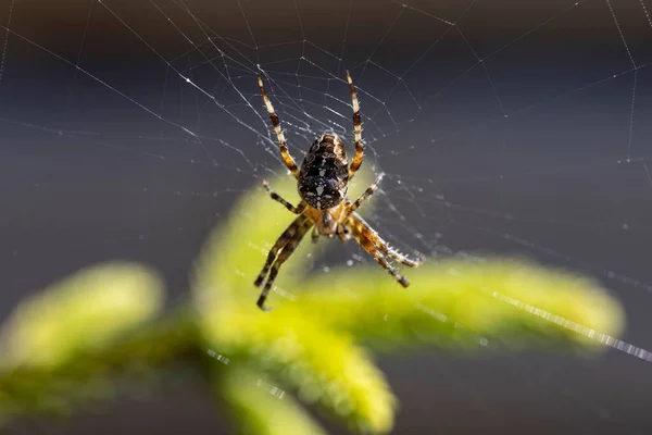 Aranha Ramo Pinheiro Iluminado Pela Luz Solar Vista Macro Close — Fotografia de Stock