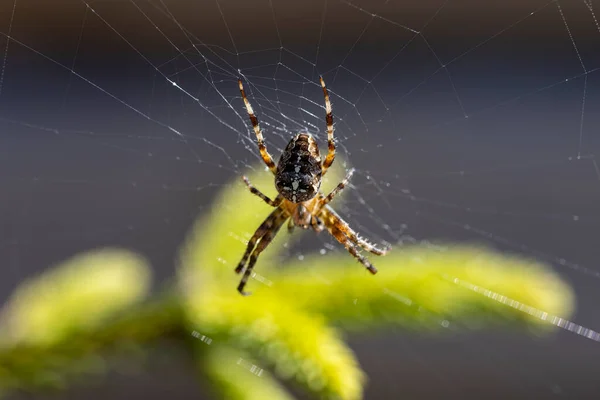 松枝上的蜘蛛被阳光照射着 特写宏观视图 — 图库照片
