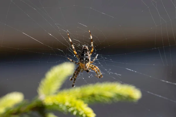 Αράχνη Ένα Κλαδί Πεύκου Που Φωτίζεται Από Φως Γκρο Πλαν — Φωτογραφία Αρχείου