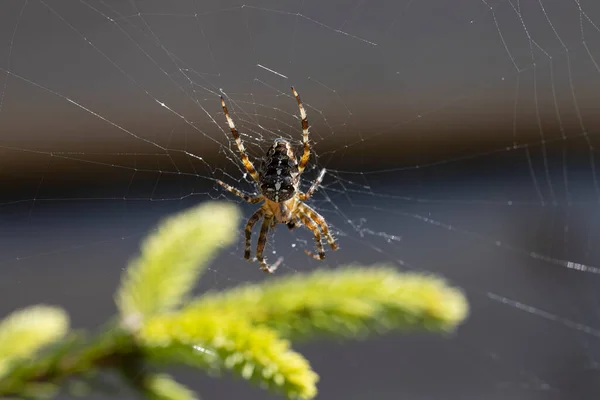 햇빛을 소나무가지에 거미가 있습니다 클로즈업 매크로 — 스톡 사진