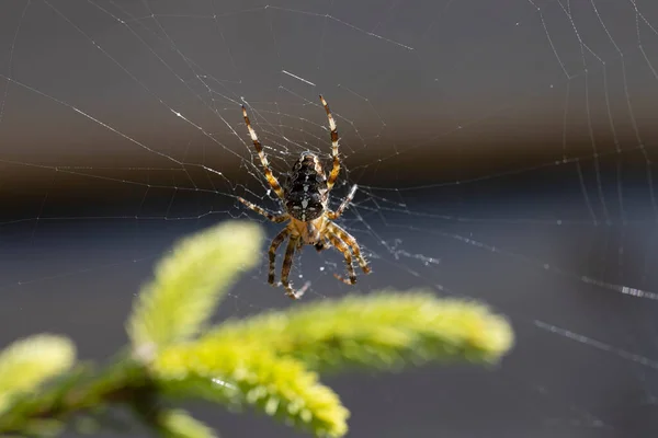 Spin Een Dennentak Verlicht Door Zonlicht Macro Close Upweergave — Stockfoto