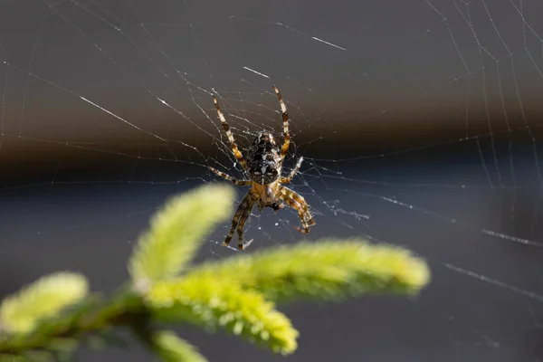 Spinne Auf Einem Vom Sonnenlicht Beleuchteten Kiefernzweig Makroaufnahme Aus Nächster — Stockfoto
