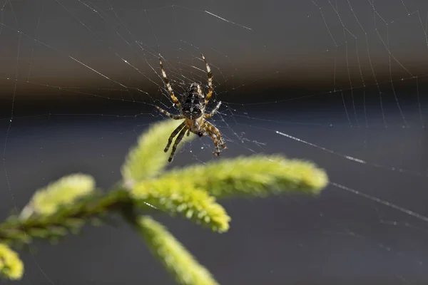 Αράχνη Ένα Κλαδί Πεύκου Που Φωτίζεται Από Φως Γκρο Πλαν — Φωτογραφία Αρχείου