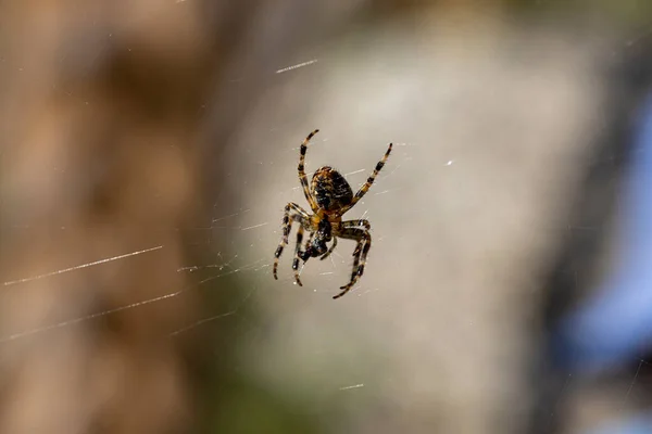 Spider Web Natural Background Close Macro View — Fotografia de Stock