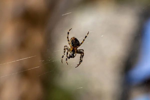 Spider Ett Nät Naturlig Bakgrund Närbild Makrovyn — Stockfoto