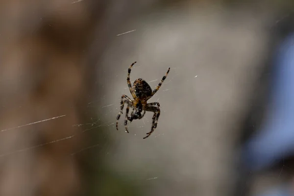 자연적 거미줄 스파이더 클로즈업 매크로 — 스톡 사진