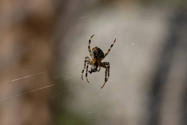 Spider Web Natural Background Close Macro View — Stockfoto