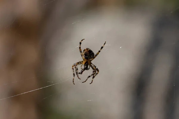 蜘蛛在一个自然背景的网络上 特写宏观视图 — 图库照片