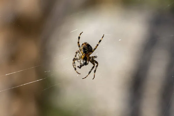 自然な背景の網のクモ マクロビューを閉じる — ストック写真