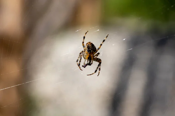 蜘蛛在一个自然背景的网络上 特写宏观视图 — 图库照片