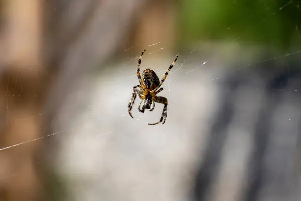 Spinne Auf Einem Netz Auf Einem Natürlichen Hintergrund Makroaufnahme Aus — Stockfoto