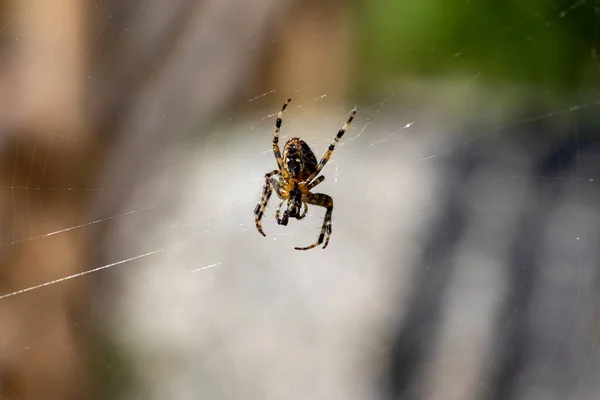 Spinne Auf Einem Netz Auf Einem Natürlichen Hintergrund Makroaufnahme Aus — Stockfoto