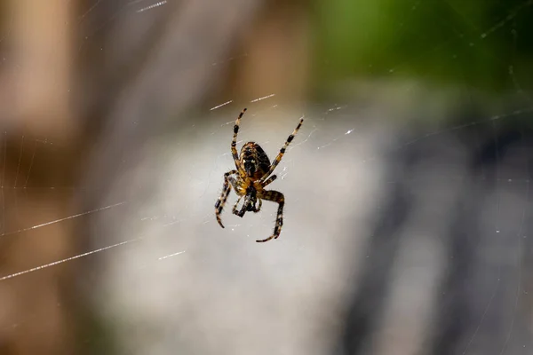 Spinne Auf Einem Netz Auf Einem Natürlichen Hintergrund Makroaufnahme Aus — Stockfoto