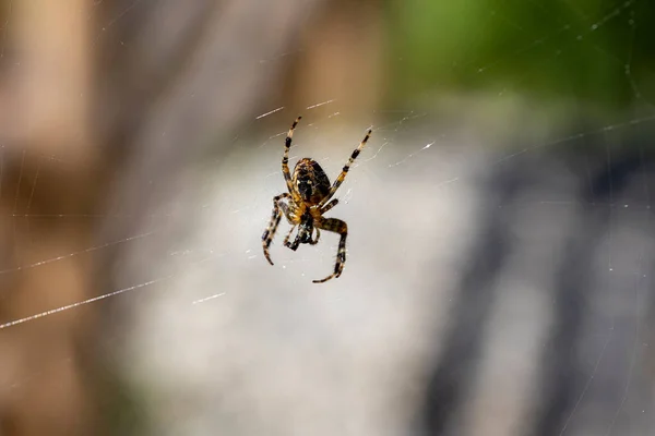 Aranha Uma Teia Fundo Natural Vista Macro Close — Fotografia de Stock