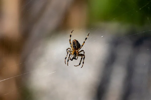 Spin Een Web Een Natuurlijke Achtergrond Macro Close Upweergave — Stockfoto