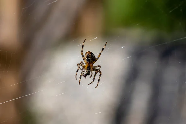 Aranha Uma Teia Fundo Natural Vista Macro Close — Fotografia de Stock