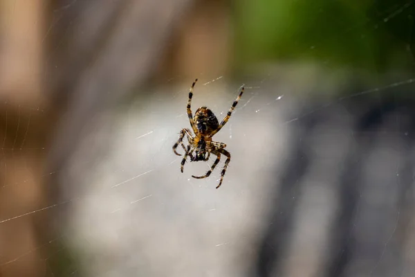 Aranha Uma Teia Fundo Natural Vista Macro Close — Fotografia de Stock