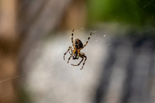 Aranha Uma Teia Fundo Natural Vista Macro Close — Fotografia de Stock