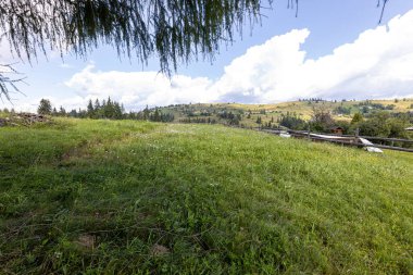 Ukrayna Karpatları 'nda yeşil dağ çayırları