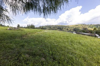 Ukrayna Karpatları 'nda yeşil dağ çayırları