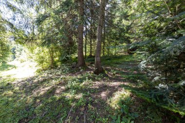 Ukrayna Karpatlarının Dağ Ormanı.