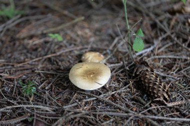 Bir yaz günü dağ ormanında mantar. Makro görünümü kapat.