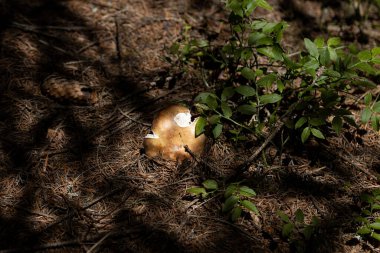 Bir yaz günü dağ ormanında mantar. Makro görünümü kapat.