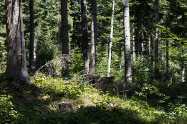 Ukrayna Karpatlarının Dağ Ormanı.