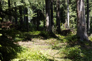 Ukrayna Karpatlarının Dağ Ormanı.