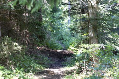 Ukrayna Karpatlarının Dağ Ormanı.