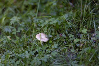 Bir yaz günü dağ ormanında mantar. Makro görünümü kapat.