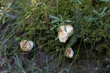 Bir yaz günü dağ ormanında mantar. Makro görünümü kapat.