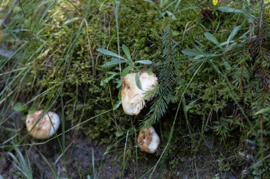 Bir yaz günü dağ ormanında mantar. Makro görünümü kapat.