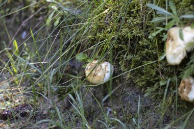 Bir yaz günü dağ ormanında mantar. Makro görünümü kapat.