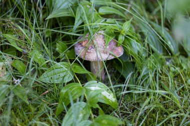 Bir yaz günü dağ ormanında mantar. Makro görünümü kapat.