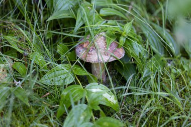 Bir yaz günü dağ ormanında mantar. Makro görünümü kapat.