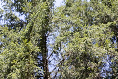 Ukrayna Karpatlarının Dağ Ormanı.