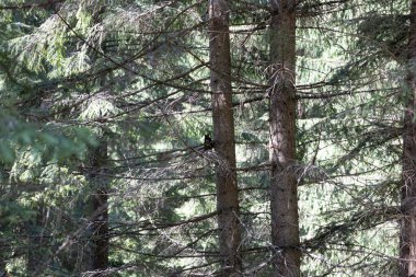 Ukrayna Karpatları 'nda ağaçtaki siyah sincap.