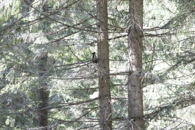 Ukrayna Karpatları 'nda ağaçtaki siyah sincap.