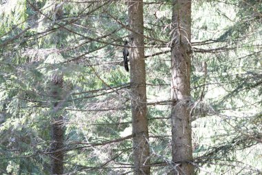 Ukrayna Karpatları 'nda ağaçtaki siyah sincap.
