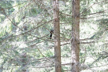 Ukrayna Karpatları 'nda ağaçtaki siyah sincap.