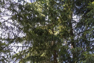 Ukrayna Karpatları 'nda yaz ormanı