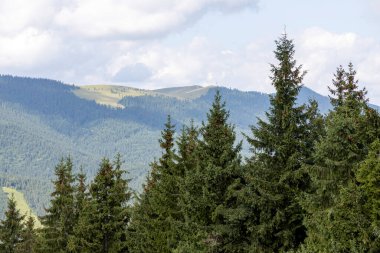 Güneşli bir yaz gününde Ukrayna Karpatları 'nda dağ panoraması.