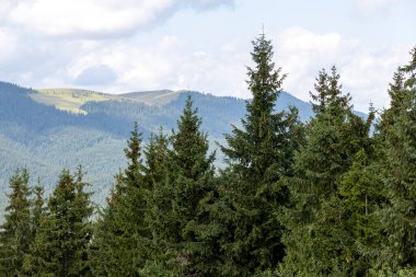 Güneşli bir yaz gününde Ukrayna Karpatları 'nda dağ panoraması.